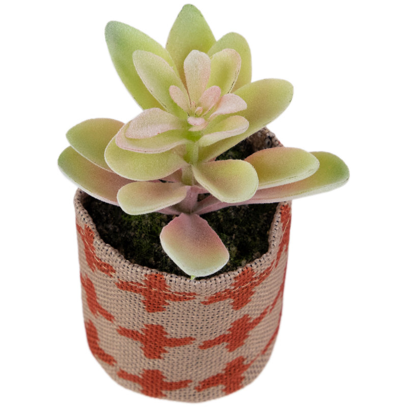 4,75 plantes