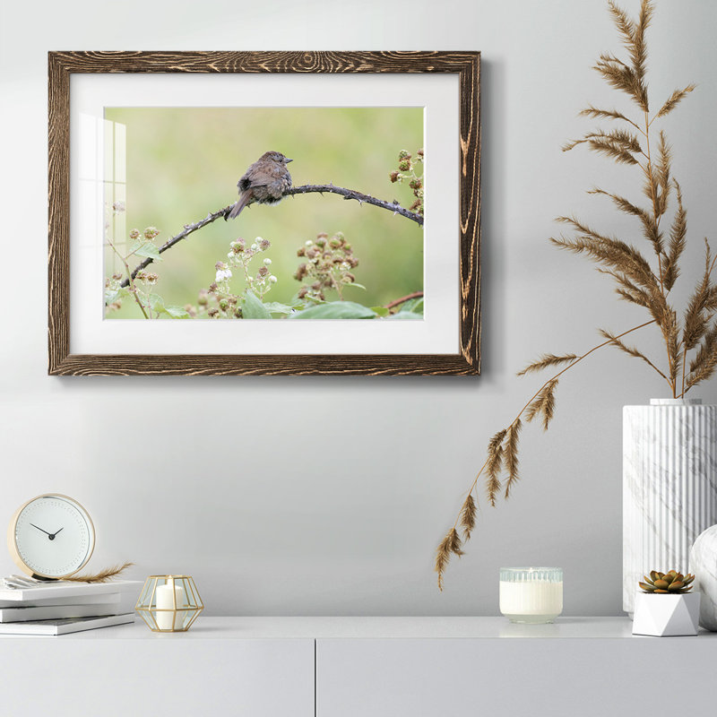 " Resting Sparrow ", Noyer, H 22 po x l 32 po x P 1,5 po