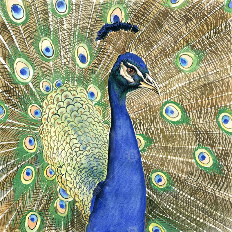 Peacock Square Pillow Cover & Insert, No Fill, 16" H x 16" W