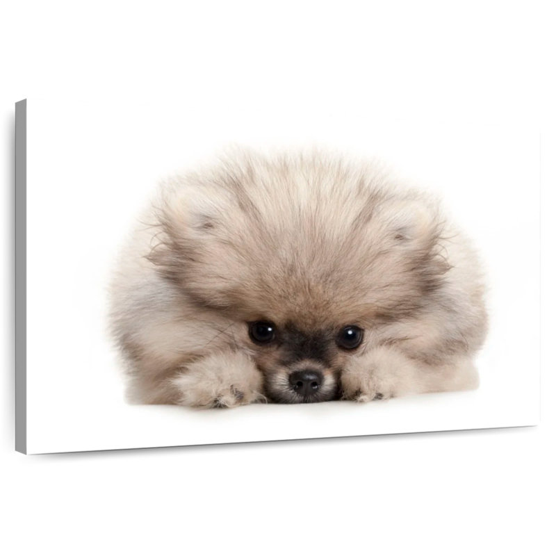 Pomeranian Acting Cute, 30" H x 45" W