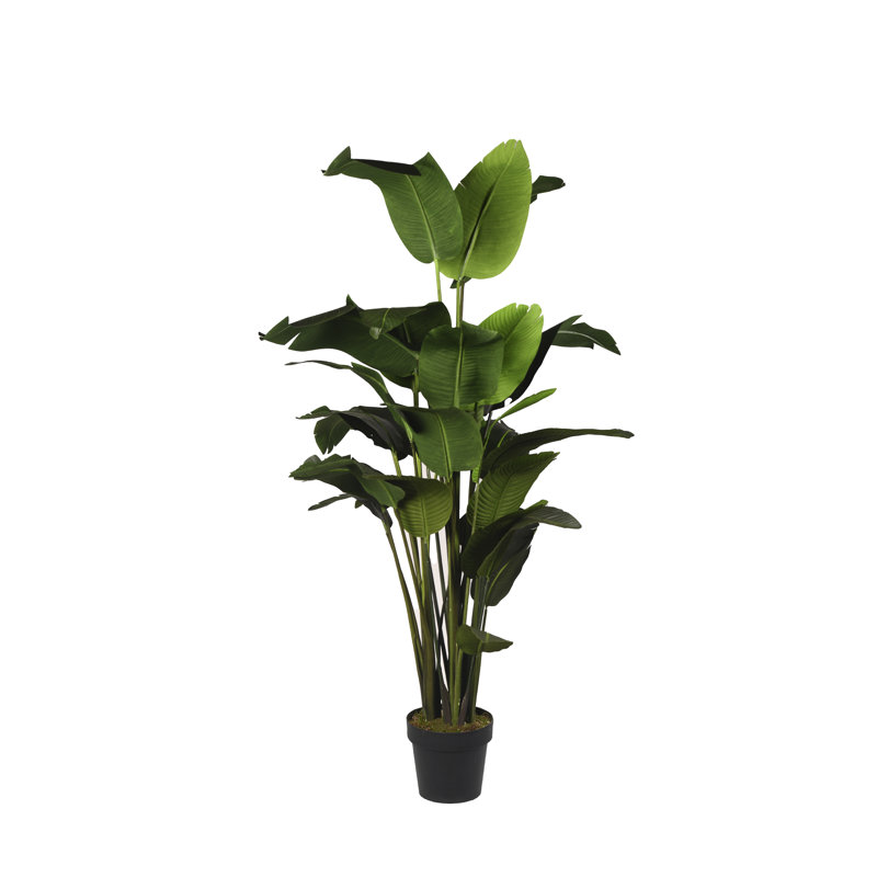7' Traveler Palm in Black Nursery Pot