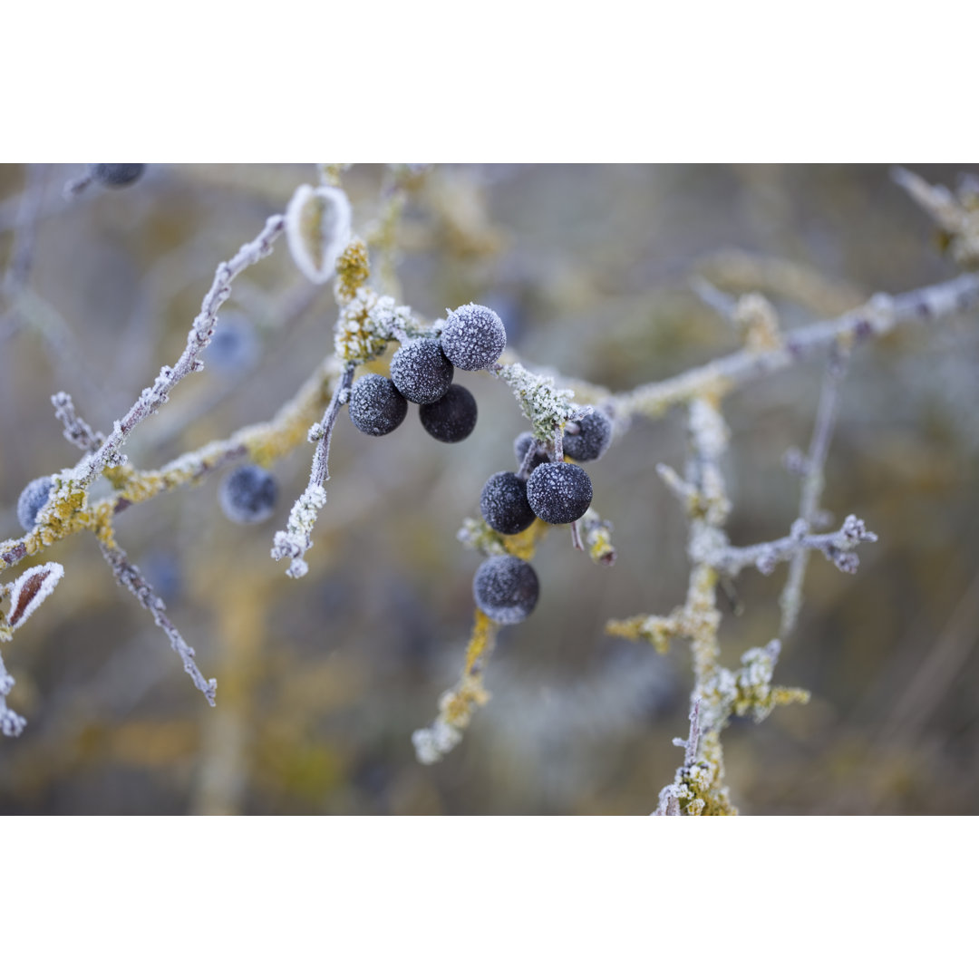 Blackthorn von Ph2212 - Kunstdrucke auf Leinwand ohne Rahmen