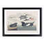 Black Guillemot Bird by John James Audubon - Picture Frame Art Print-55512343-55512344