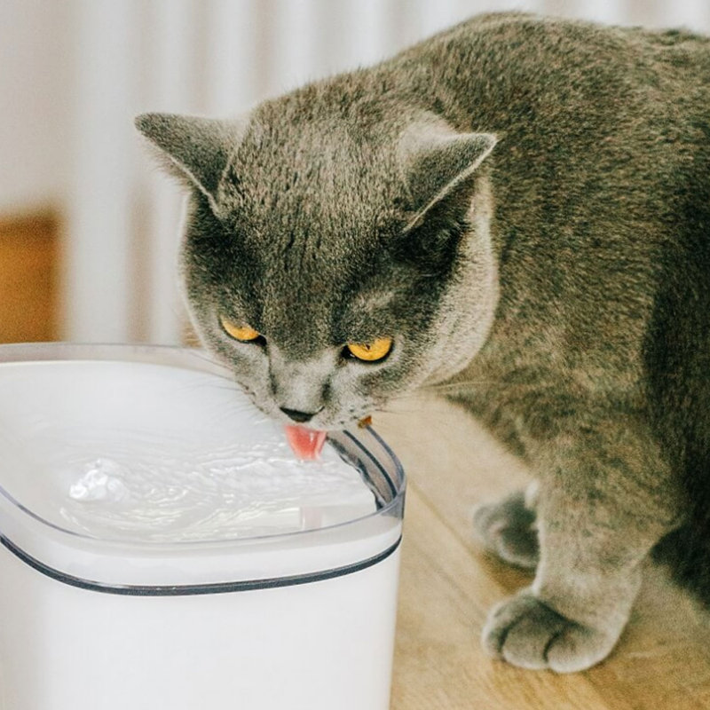 Pet Fountain