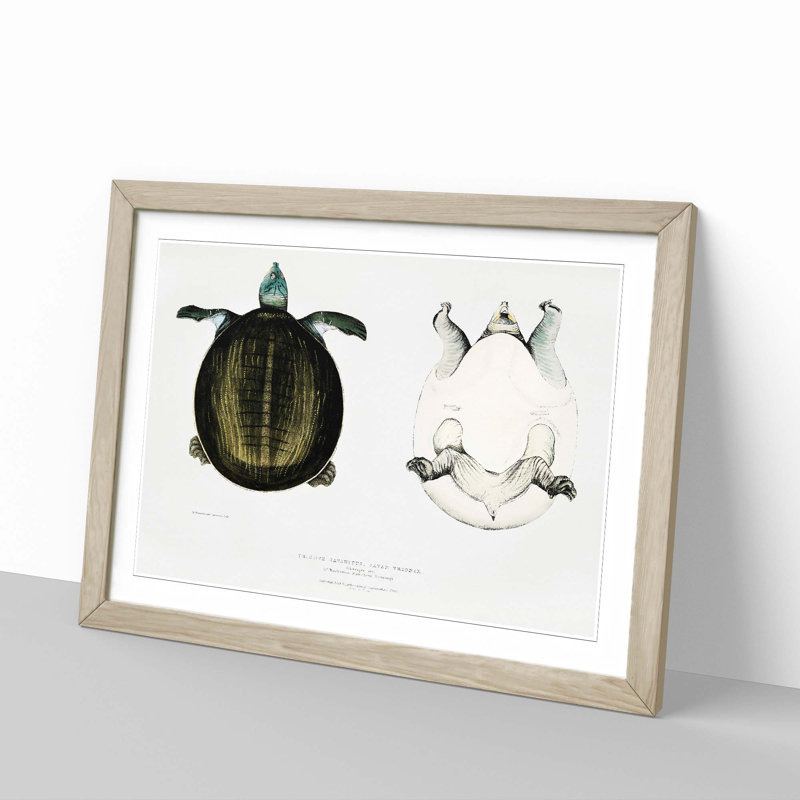 Javan Trionyx Turtle by John Edward Gray - Picture Frame Graphic Art Print, 27cm H x 36cm W x 2cm D, Oak Framed