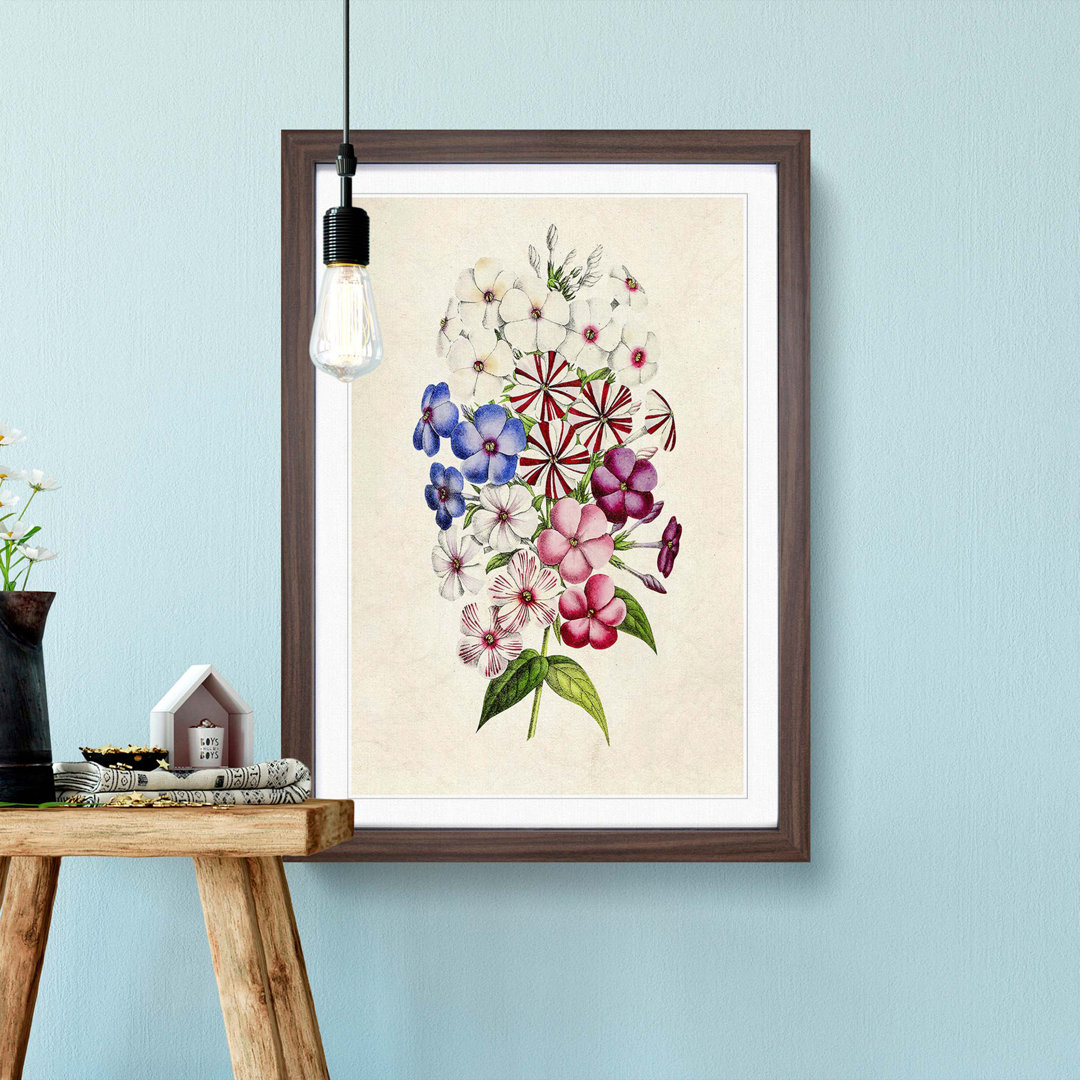 Illustration of a Petunia Flowers - Framed Print