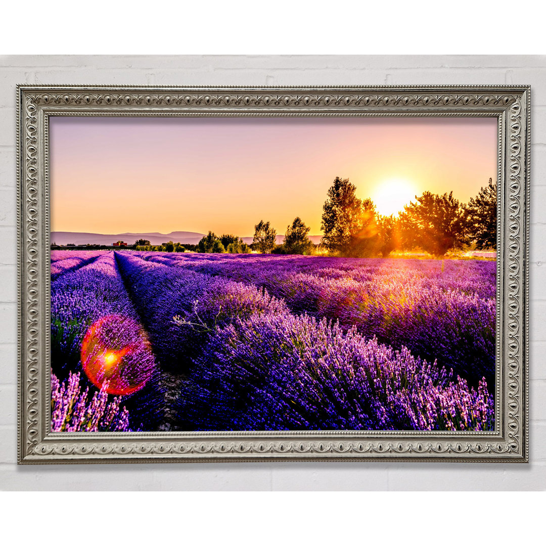 Sunflare Over The Lavender - Druck