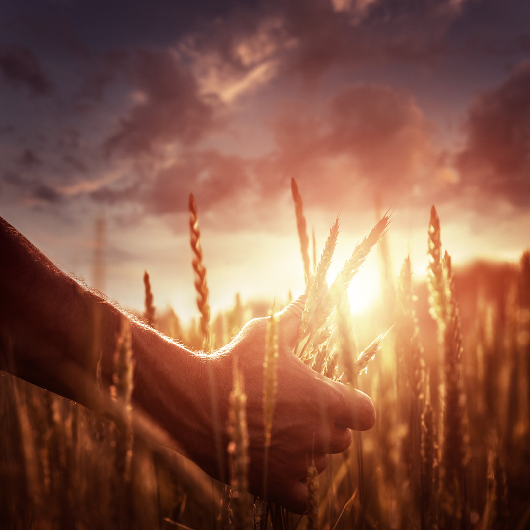 Landwirt bei Sonnenuntergang