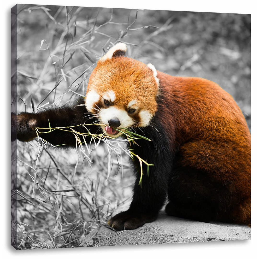 Leinwandbild Niedlicher roter Panda