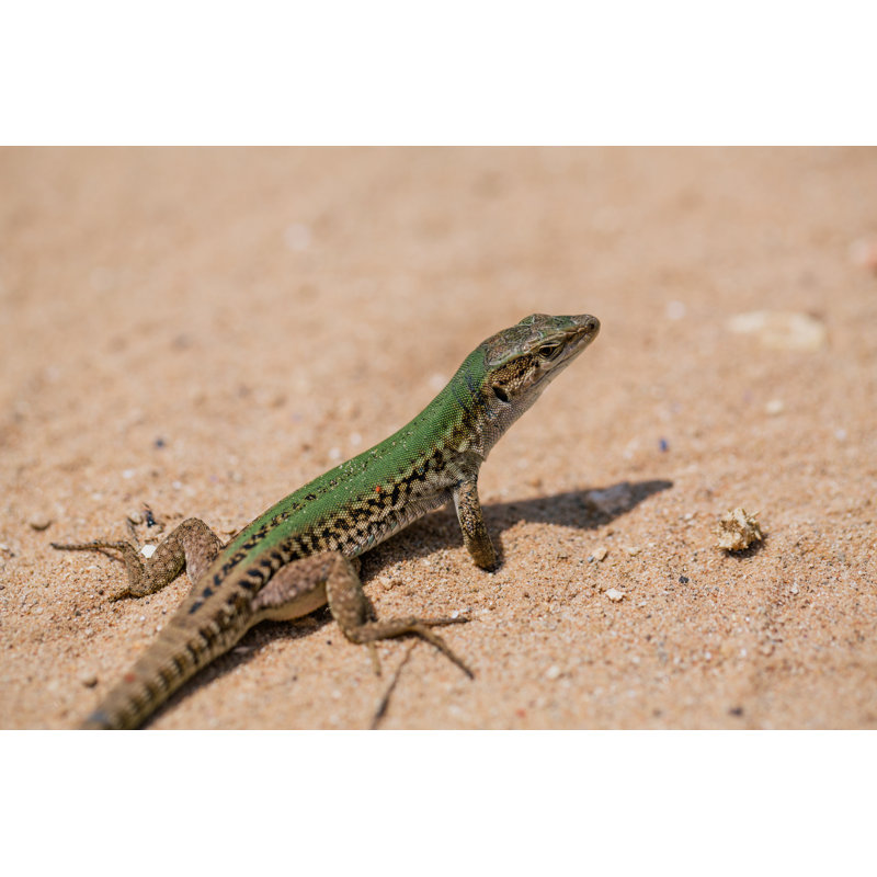 Green Lizard In The Sand In The Fasano Apulia Italy by Aleksejs Bergmanis - Wrapped Canvas Print, 51cm H x 76cm W x 3.8cm D