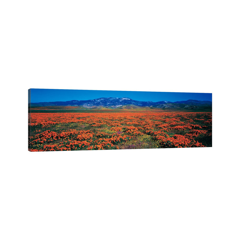 Antelope Valley California Poppy Reserve, Los Angeles County, California, USA - Wrapped Canvas Panoramic Print