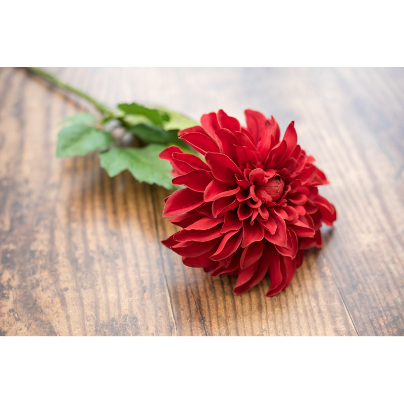 Dahlia, Red