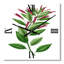 Horloge murale American Flora V-208580625