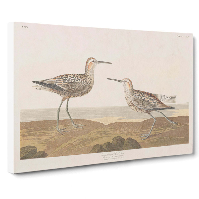 Sandpiper Birds by John Audubon - Wrapped Canvas, 40cm H x 60cm W x 3cm D