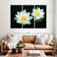 Harnek Lotuses sur fond noir-108077017