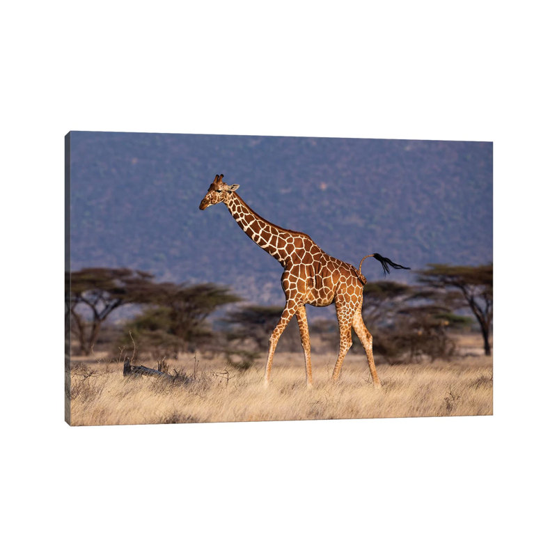 Giraffe Reticulated Waving Tail by Mogens Trolle - Wrapped Canvas Print, 66.04 cm H x 45.72 cm W x 3.175 cm D