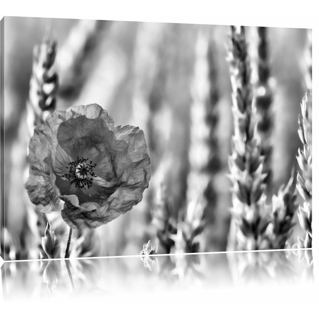 Leinwandbild Mohnblume im Kornfeld in Monochrom