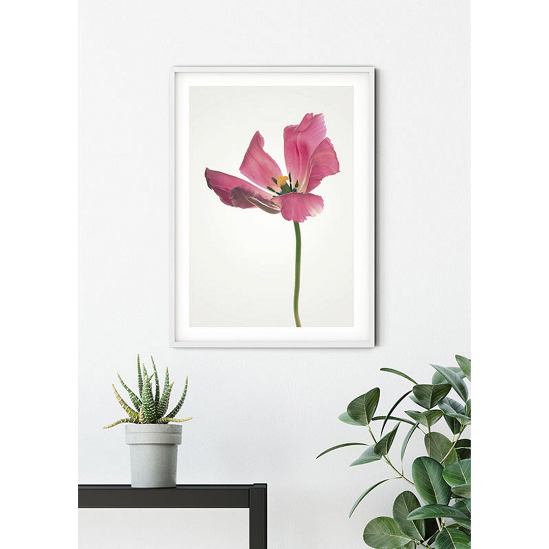 Poster Tulip