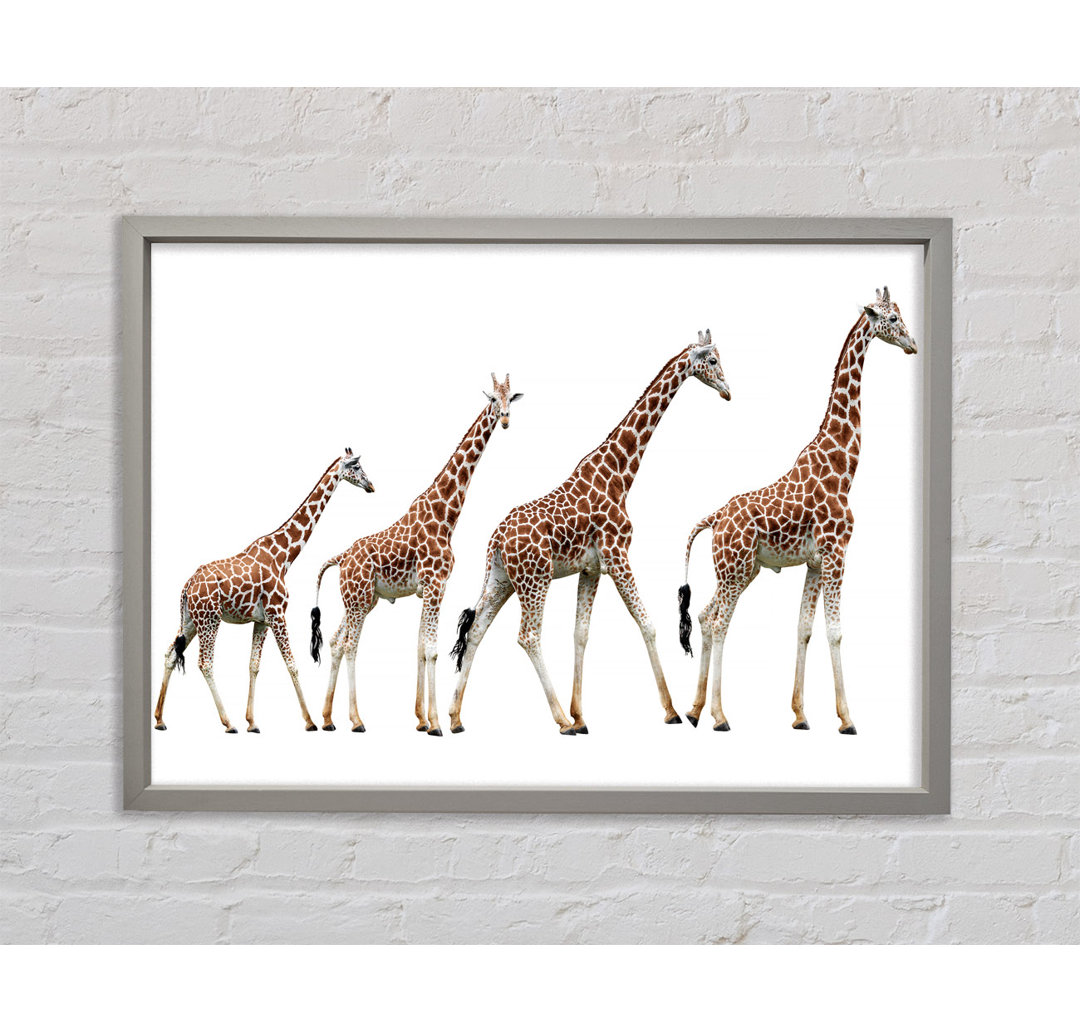 Giraffe Lineup Gerahmter Druck