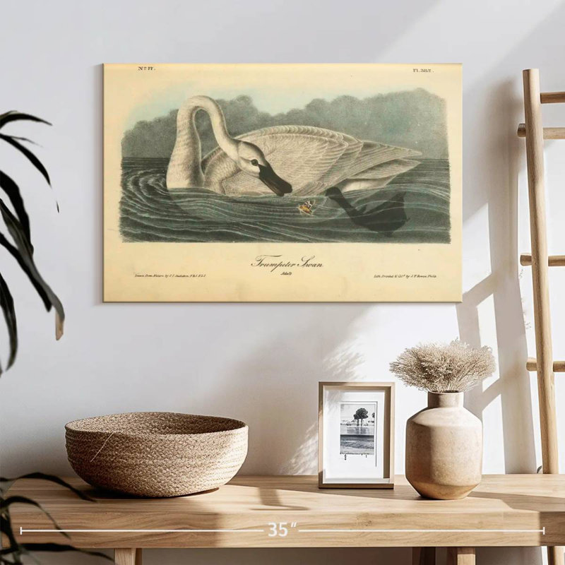 Cygne Brampt, H 32 po x l 48 po