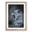 Fierce Lioness - Picture Frame Painting Print-56925186-56925190