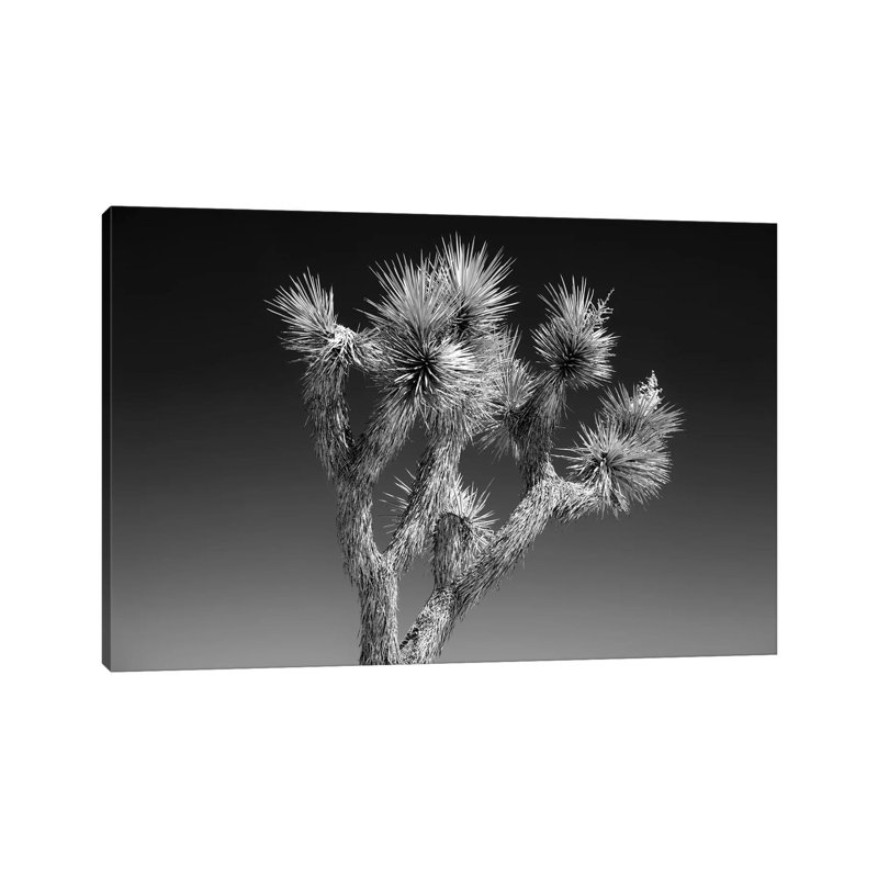 Joshua Tree II by Philippe Hugonnard - Wrapped Canvas Print, 20.32 cm H x 30.48 cm W