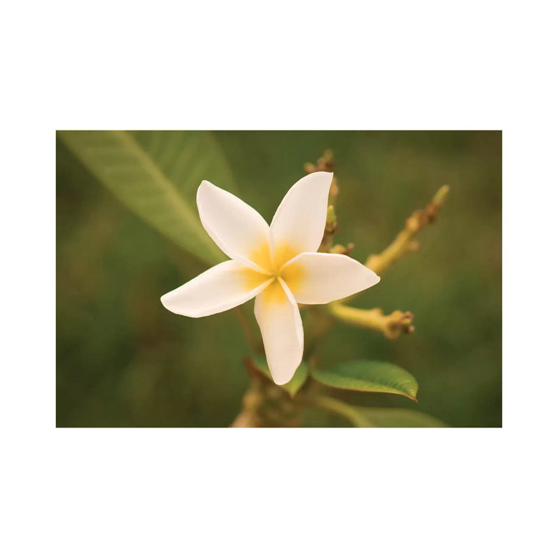 White Flower by Aged Pixel - Wrapped Canvas Print, 20.32 cm H x 30.48 cm W x 1.91 cm D
