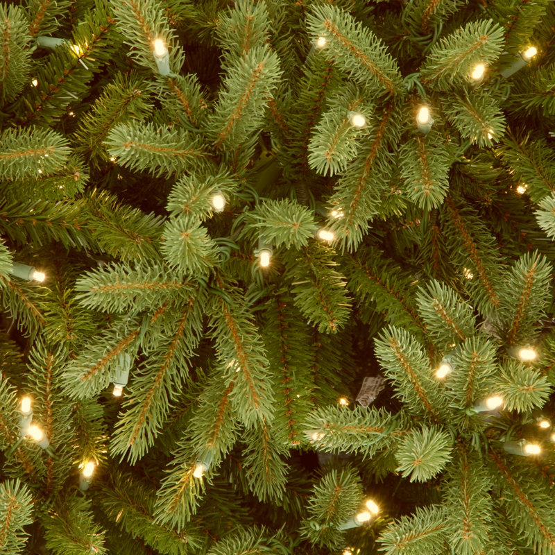 Sapin Jersey Fraser de taille moyenne avec lumières à DEL bicolores, 6,5 pi