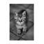 «Cute Kitty» par Ben Heine - reproduction de photo sur toile tendue-454998610