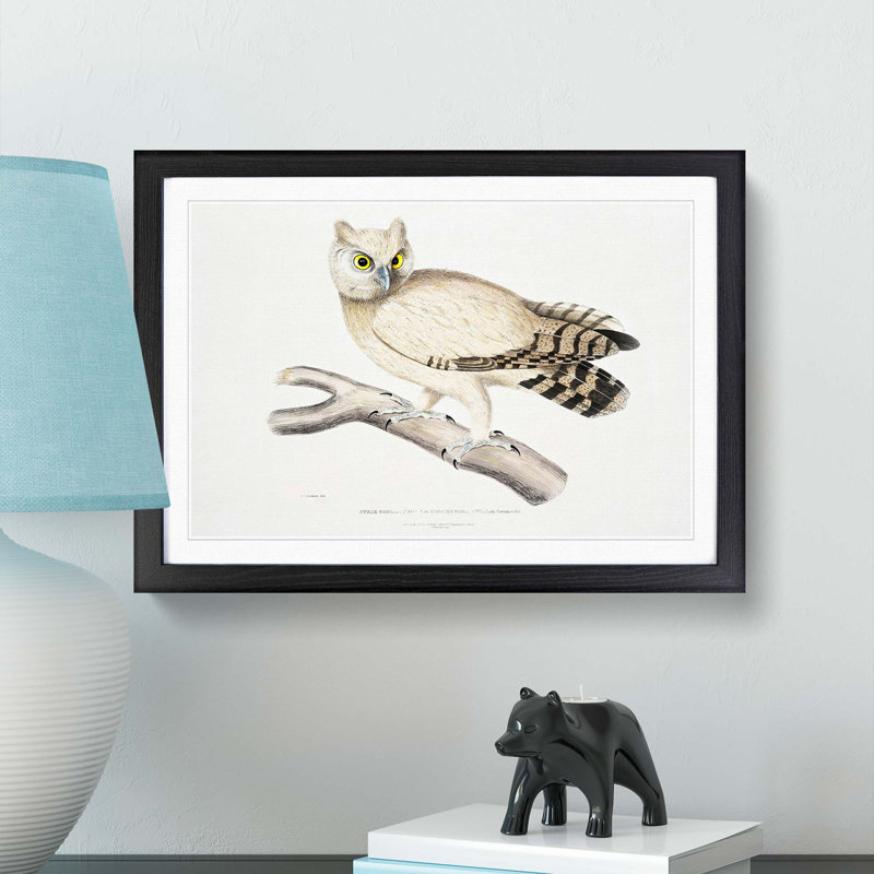 Coromandel Owl by John Edward Gray - Picture Frame Painting Print, 48cm H x 65cm W x 2cm D, Black Framed
