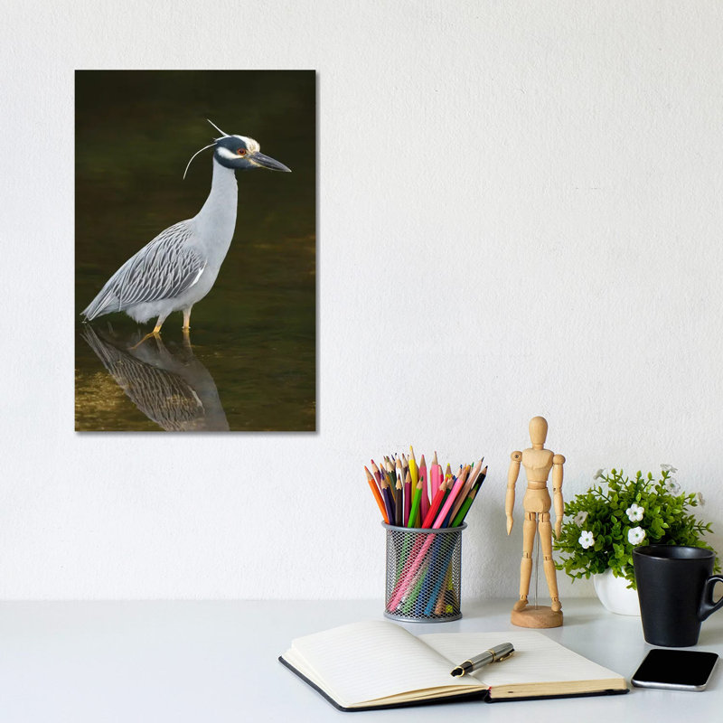 Yellow-Crowned Night Heron, J. N. Ding Darling National Wildlife Refuge, Florida by Steve Gettle - Wrapped Canvas Print