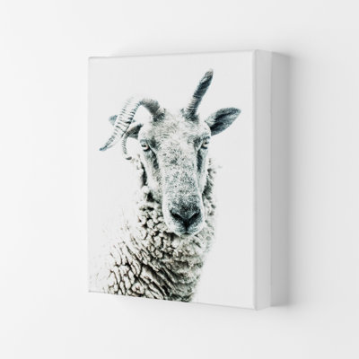 Sheep by Victoria Frost - Print
