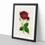 Illustration of a Red Prince Noir Rose - Picture Frame Painting Print-55579646-55579649