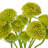 14" Scabiosa Bundle-144678458