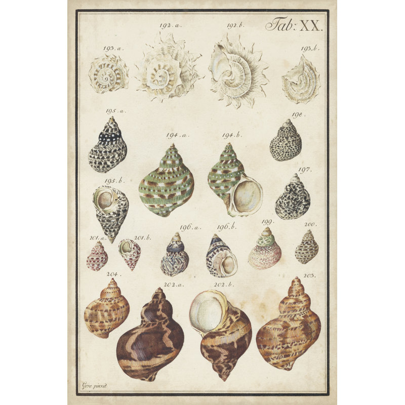 Seashell Synopsis I - Wrapped Canvas Painting, 91cm H x 61cm W x 3.8cm D