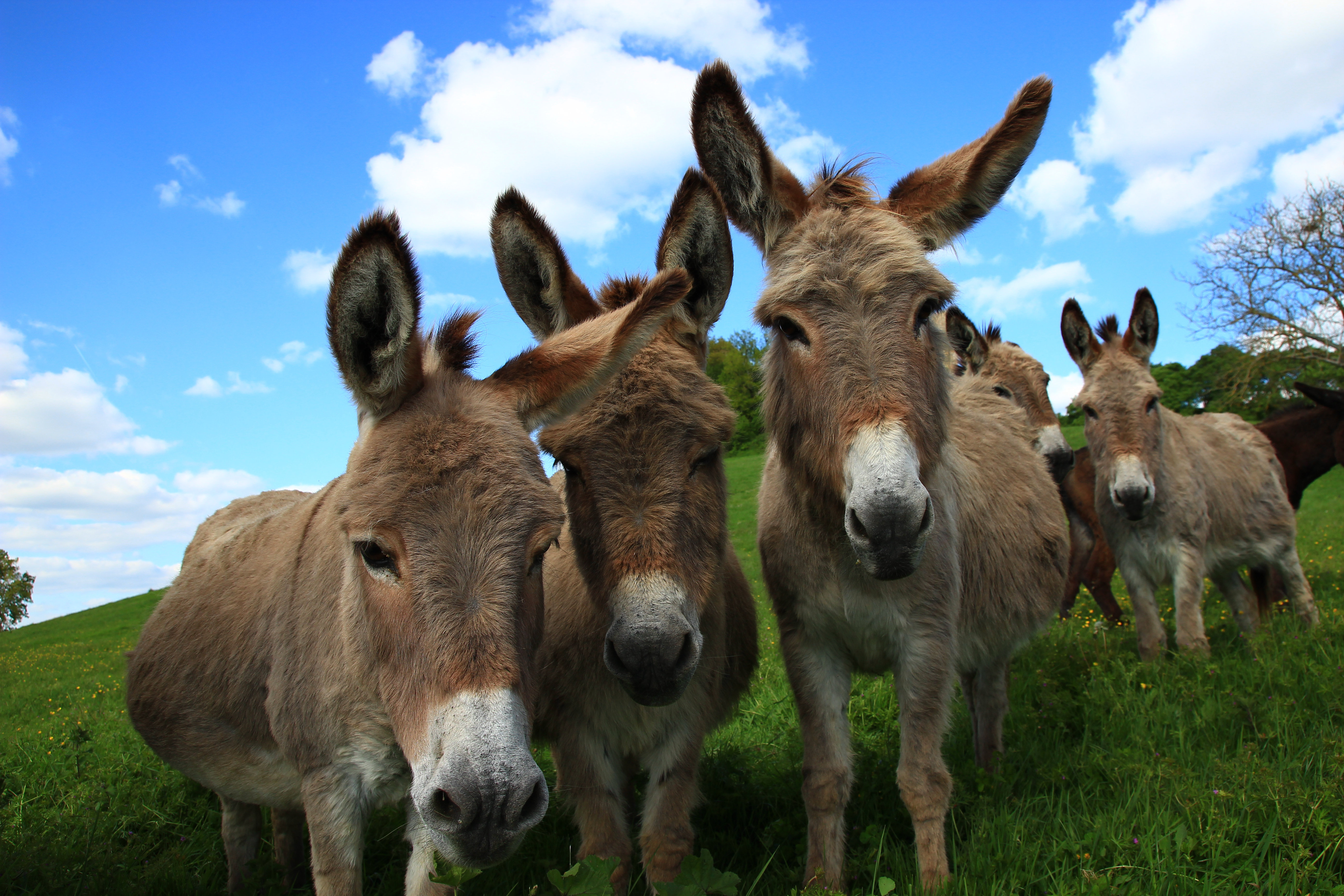 Brambly Cottage Linesville Miranda Donkeys by Damien Calmel - Wrapped ...
