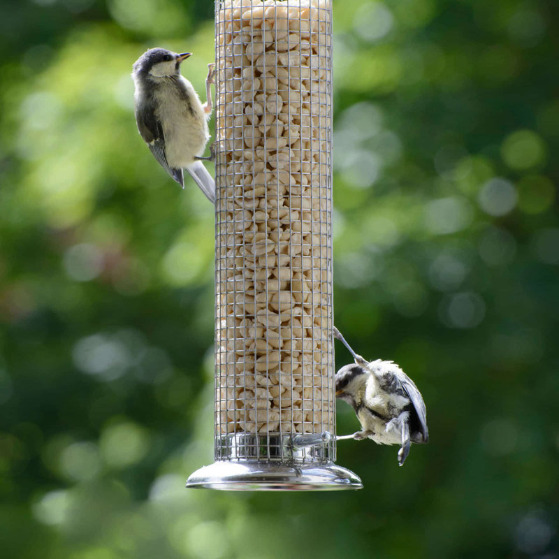 Bird Bath Heater