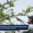 Kings County Tools 59-Inch Tree Trimmer Pruners