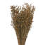 Tige d'herbe Fresino Lino