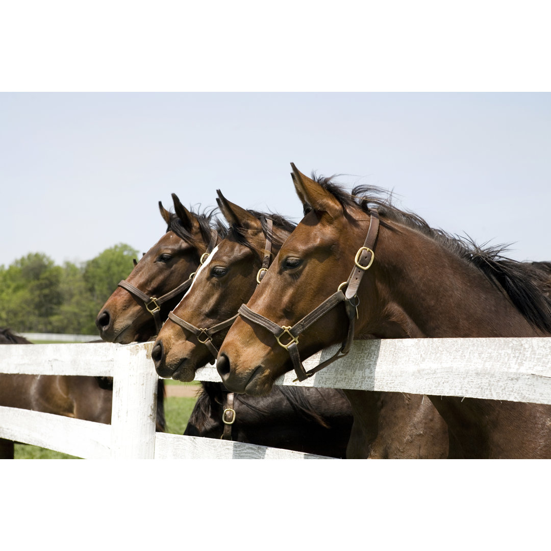 Thoroughbred Racehorses von Lillisphotography - Leinwanddrucke