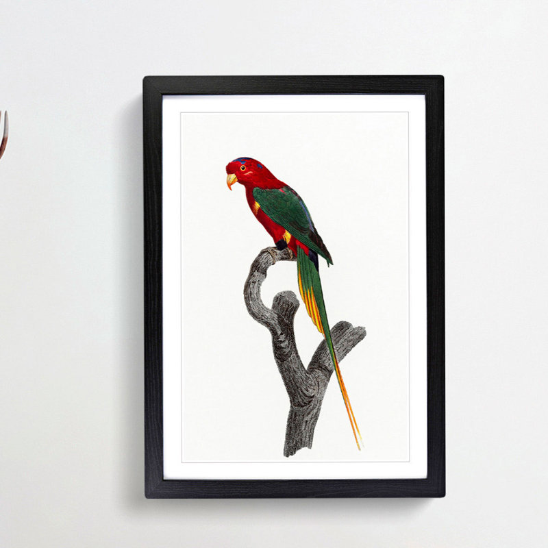Papuan Lorikeet by F. Levaillant - Framed Print, 36cm H x 27cm W x 2cm D, Black Framed
