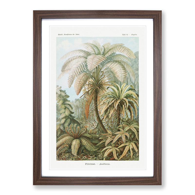 Ferns Vol.1 by Ernst Haeckel - Framed Print, Walnut Framed, 36cm H x 27cm W x 2cm D