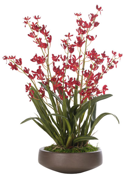 Orchid Vanda, Red, Concrete Bowl, 20wx20dx32h