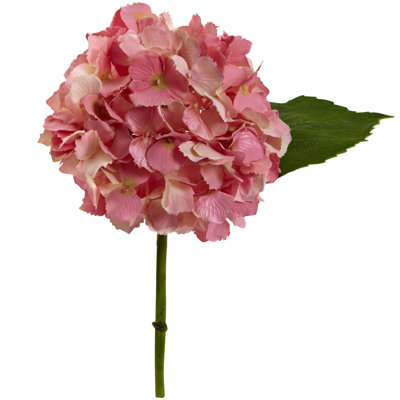 Hydrangea