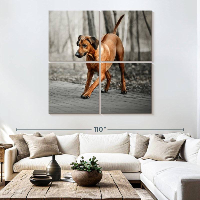 Chiot Rhodesian Ridgeback, H 74 po x l 74 po