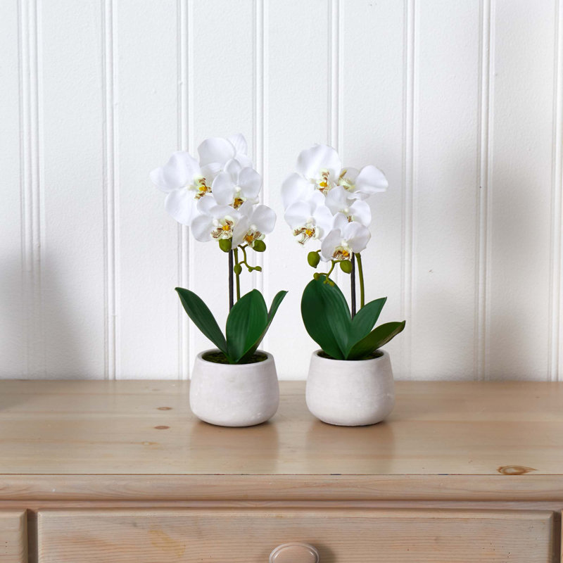 Arrangement floral orchidée en pot
