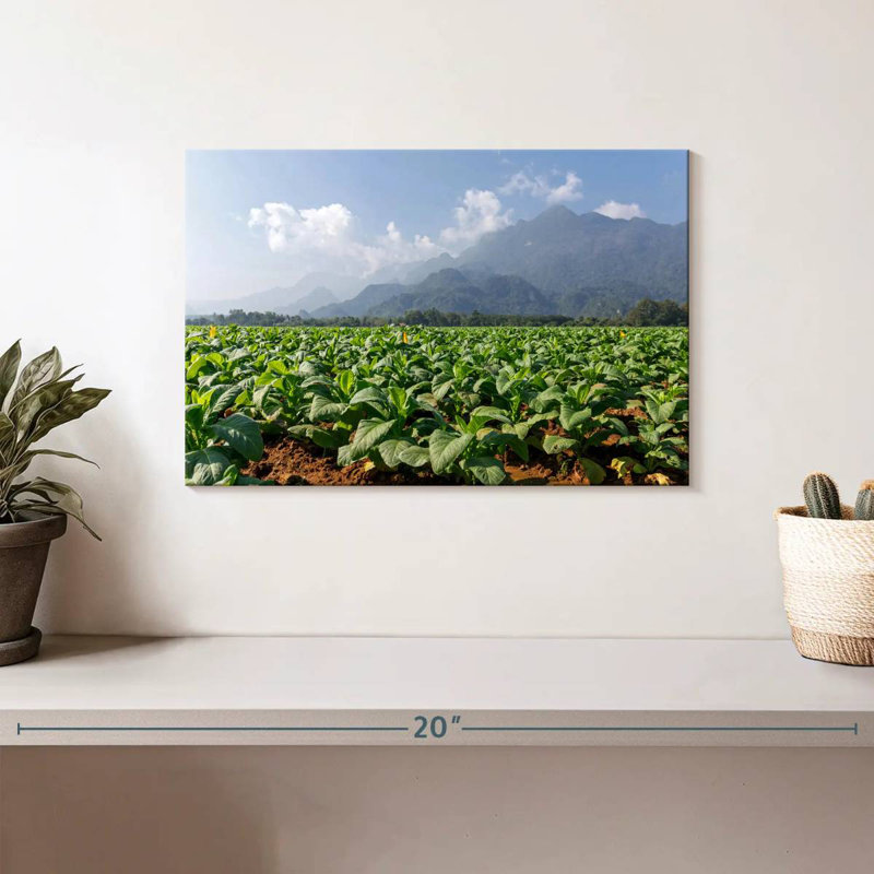 Alvord Tobacco Green Fields, 8" H x 12" W