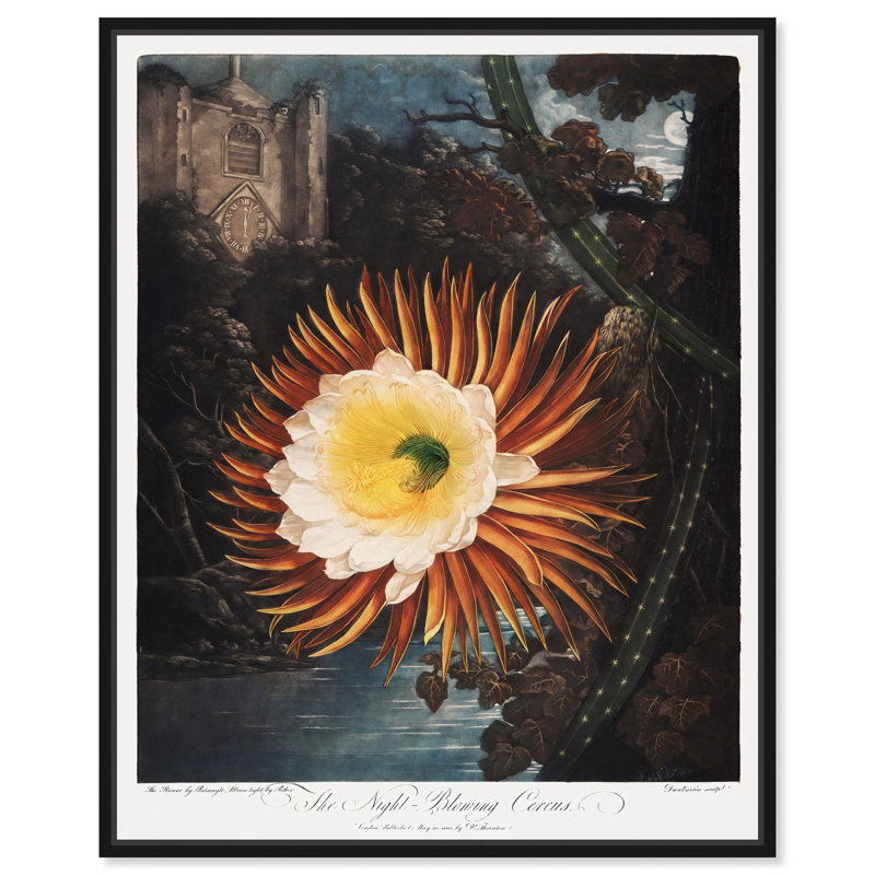 «Night-Blowing Cereus 1807» par Art Remedy, Noir, H 21 po x l 17 po, Cadre flottant