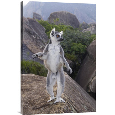 " Ring-Tailed Lemur Male Walking Upright On Rocks In The Andringitra Mountains, Vulnerable, South Central Madagascar "