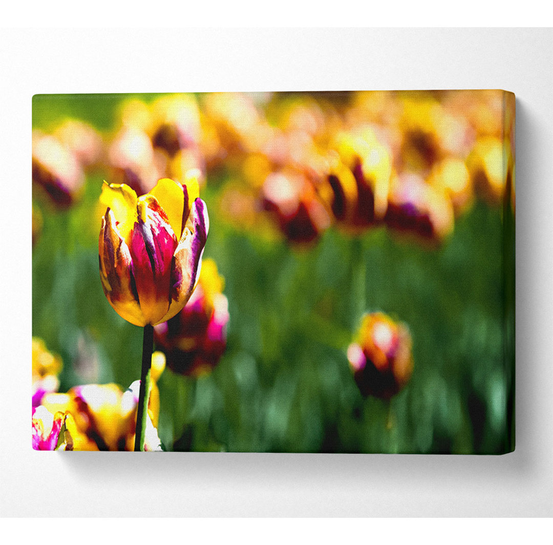 Botanischer Garten Tulpen - Druck